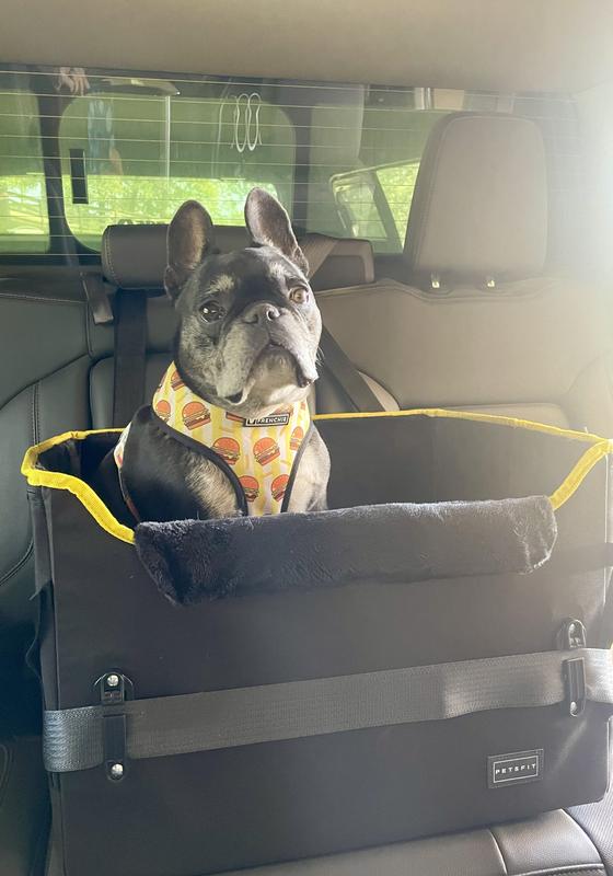 Fast & the Furriest: Booster Seat Edition