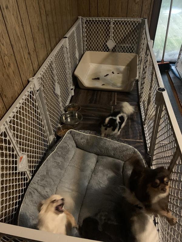 SHIRLEY K'S Indoor Dog Potty Tray, XLarge, Gray