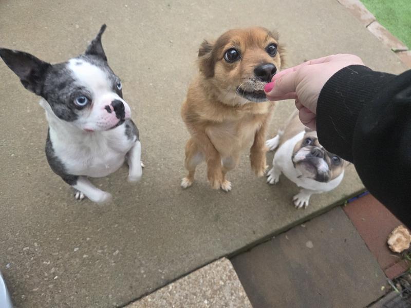 My red pups so picky and LOVES these