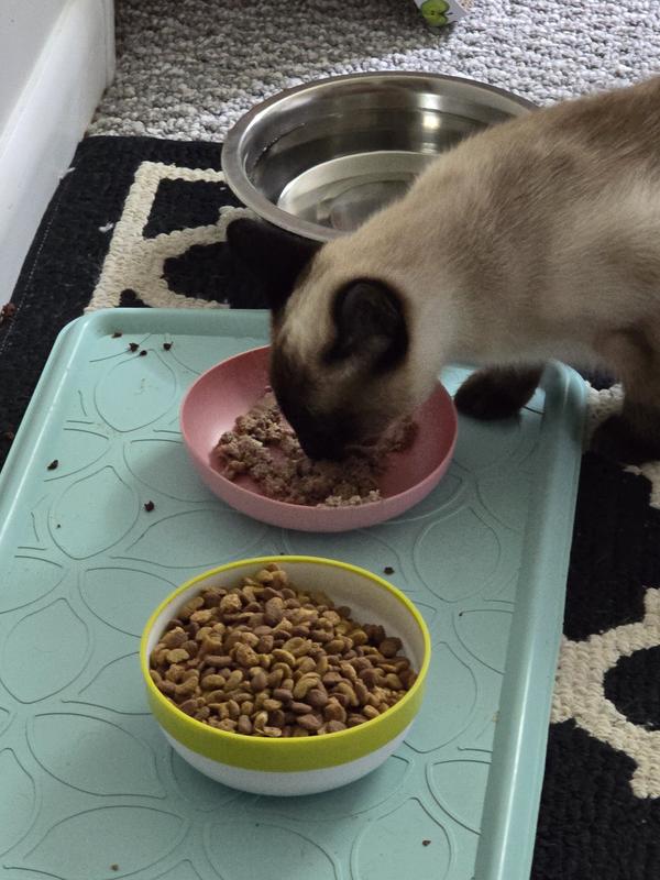 cats_da_nyaaさま ほぼ新品✨ペールジュート　2023　ブリジット Ⅱ Product Reviews for ZEALANDIA Venison Grain-Free Pate Wet Cat Food