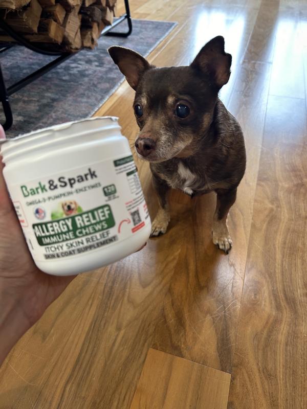 Chihuahua allergy outlet medicine