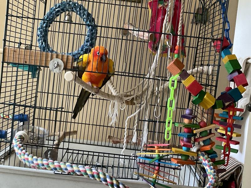 Conner loves to chew bright colors & wood.