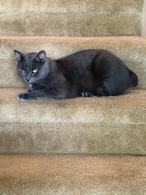 Smoke, looking for a forever home but safe and happy with his foster right now.