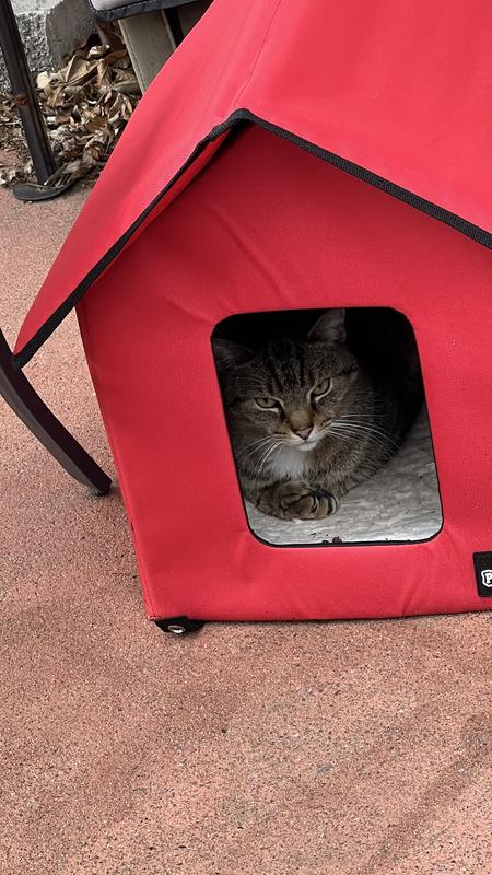 Feral went right in after just 2 days