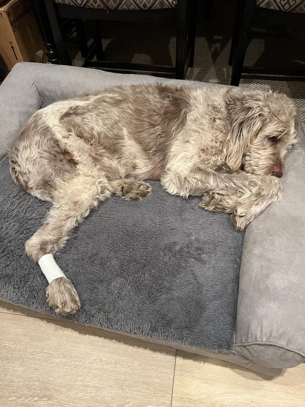 Resting comfortably with her FlexPaw bandage.