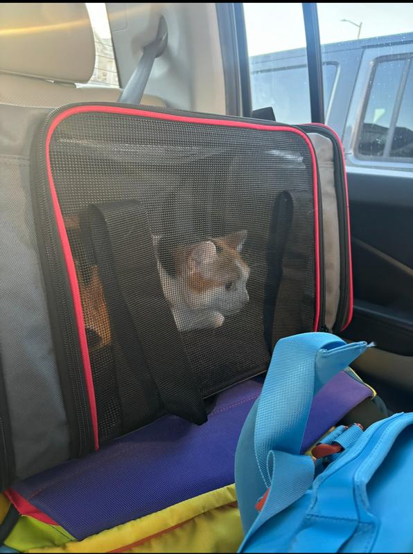 Can be secured with a seatbelt for easy car rides