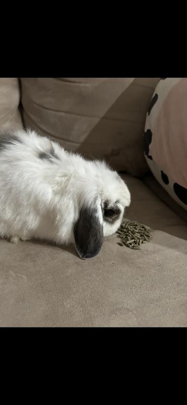 NUTRENA NatureWise Premium Rabbit Food, 25-lb bag - Chewy.com