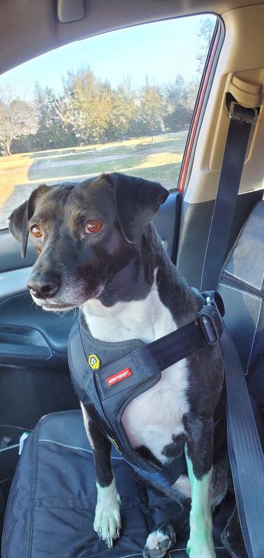 Lumos In Her Drive Dog Car Harness