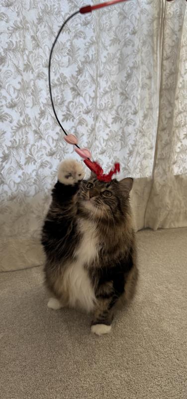 Teaser time means exercise disguised as play time