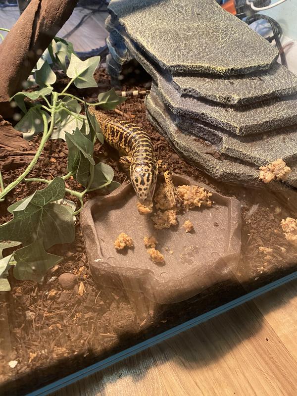 Eating his insect mixed canned food