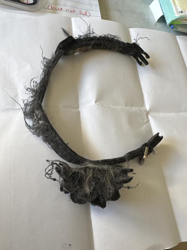 Very frayed collar