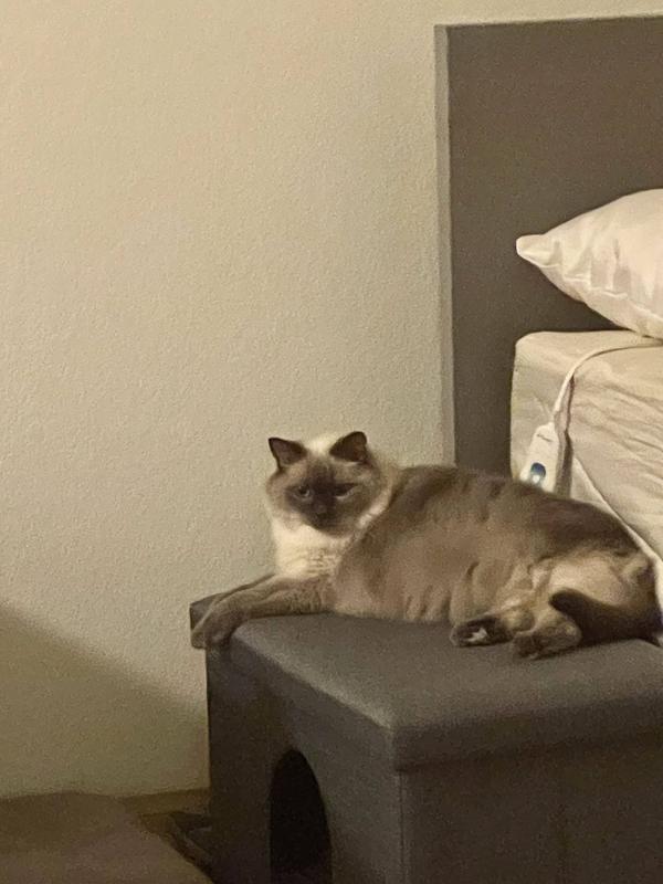 Ellie Mae (E-moo) likes her new ottoman.