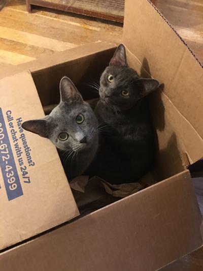 Jake and Elwood love their latest Chewy box!