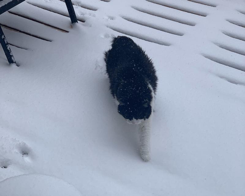 She loves walking around in the snow.  (photo taken 2 weeks ago).