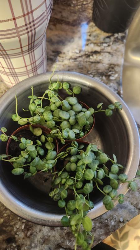 When they just barely came and I soaked them