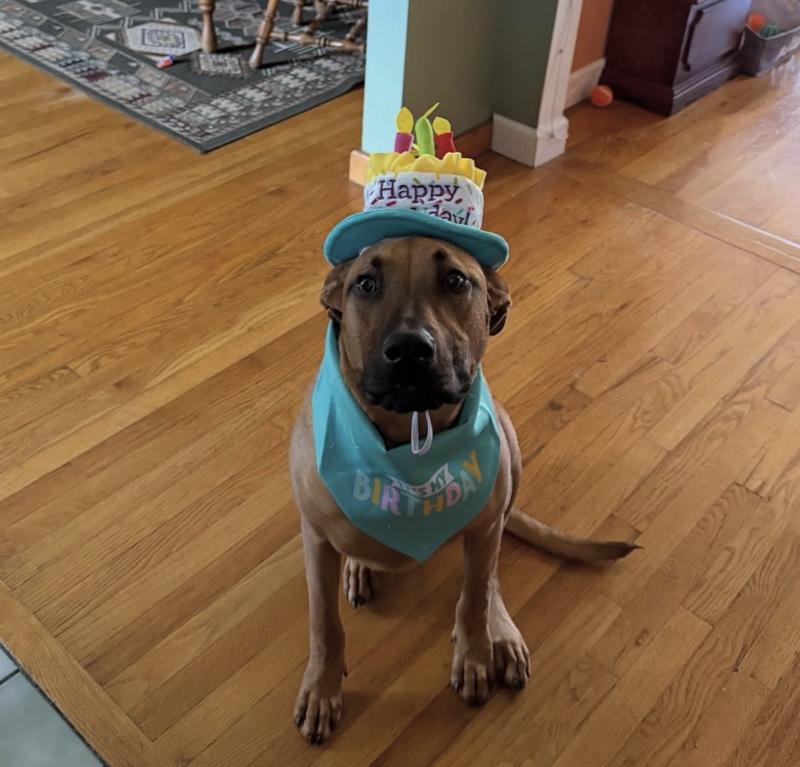 Waiting patiently for his birthday cookie