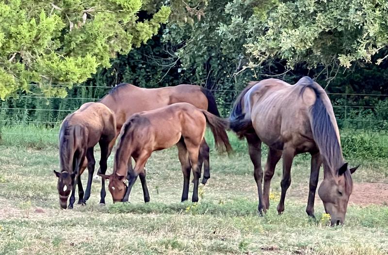 Weaning time. Keep mares and foals stress free with ProElite Calm Pellets Horse Supplement