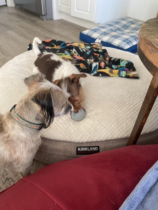 Melba and Frankenstein’s favorite toy!!!