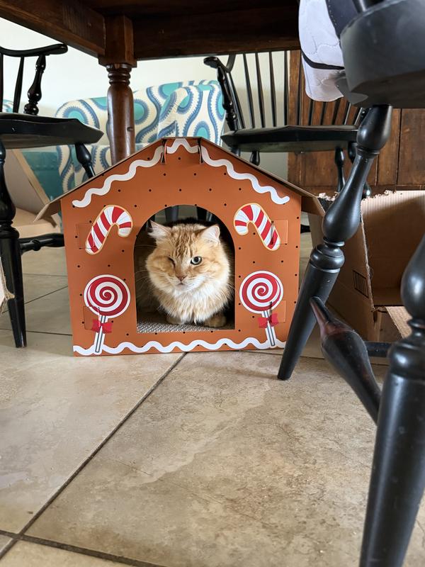 Just hanging in my gingerbread house 🧡