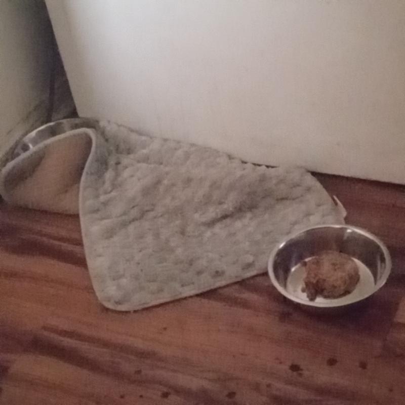 THE MAT I SERVE THEIR FOOD ON, ENDS UP COVERING UP THE BLASPHEMY..!