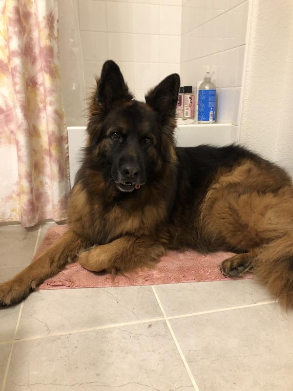 Zorro loves his food and treats!