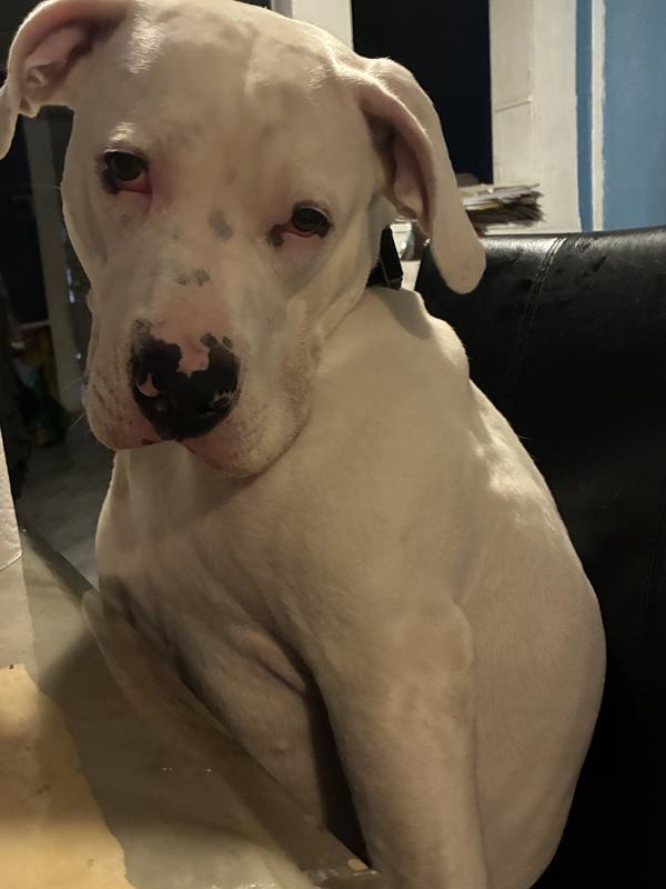 Maya dogo argentino