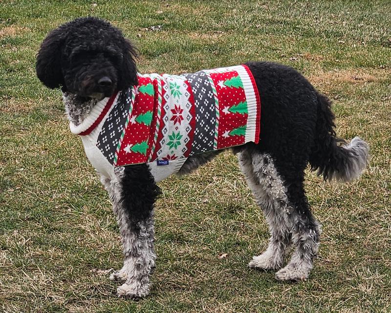 Scout in his Christmas Sweater, 2023.