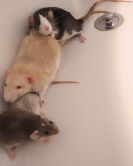 Here are four of my six rats two dwarfs and two standards. First one is Finn again second one is smidge they are dwarfs third one is Ziggy and fourth one is Monty they are standard
