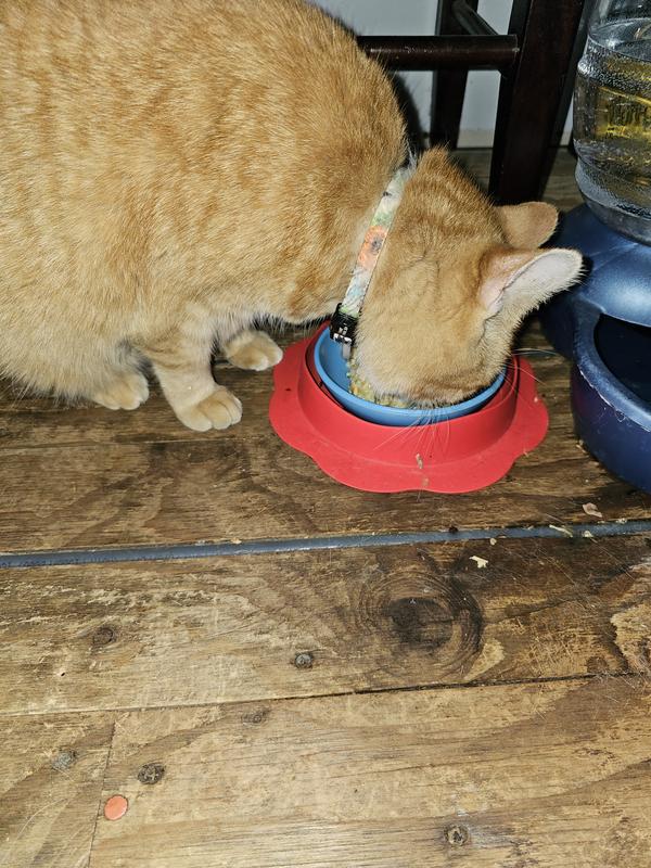 Pumpkin loving her chicken/rice and Pumpkin meal