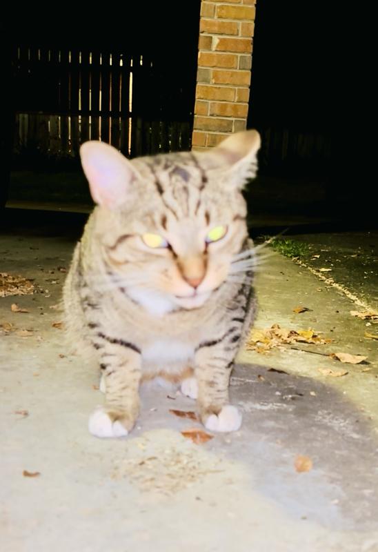 Bo testing out his new catnip!