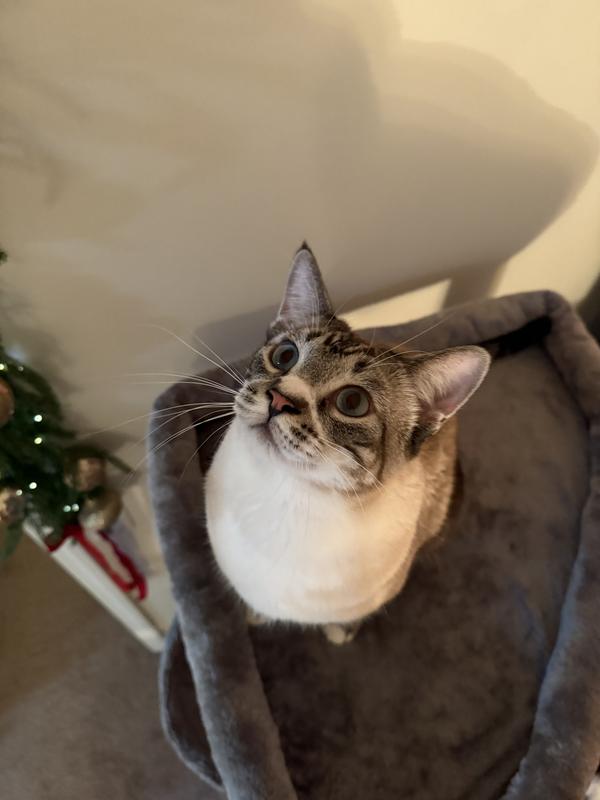 Seamus showing how much room he has on the top shelf