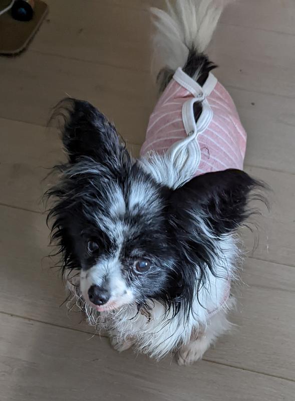 Smudge, Houdini, and Flare all love this food!