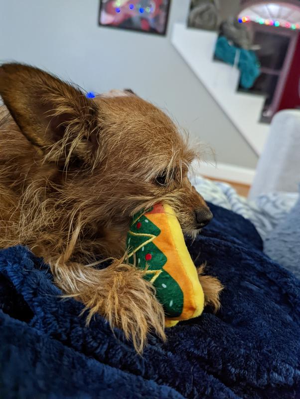 Cosmo, nommer of cookies