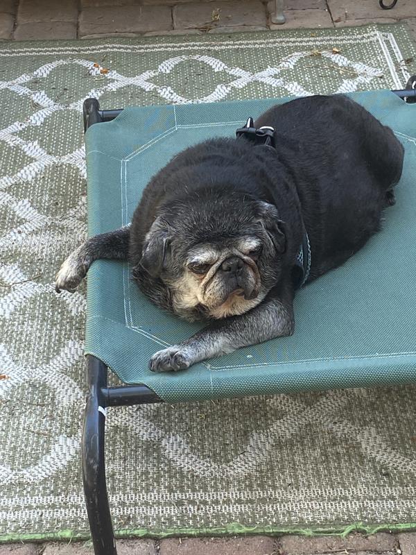 Kona enjoys lounging outdoors