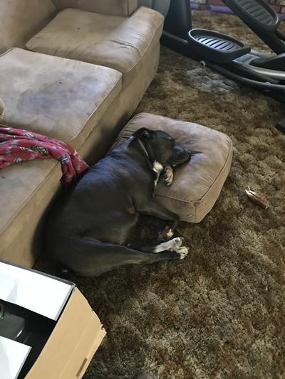 Mia is my service animal I suffer from PTSD Vietnam vet.
