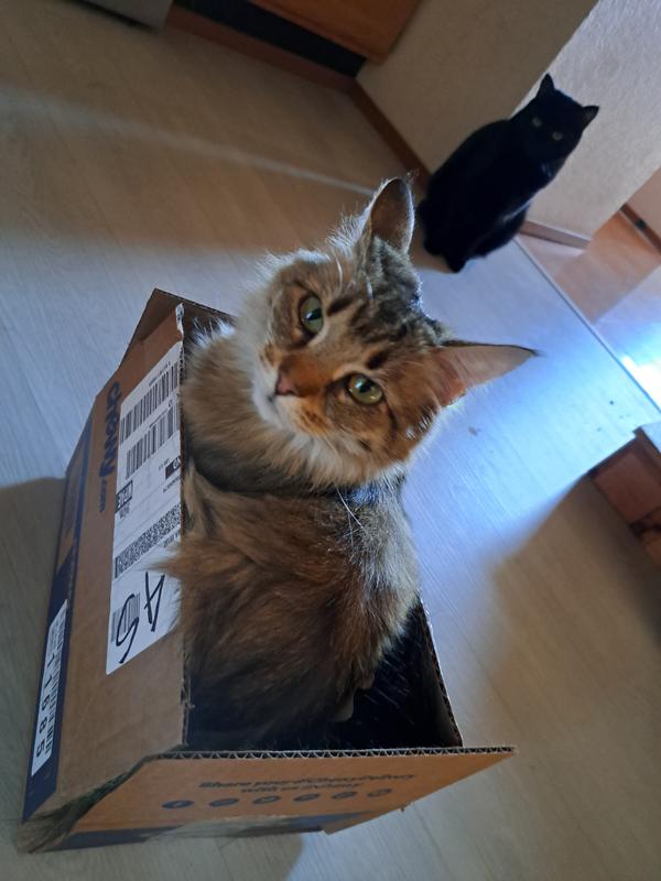 Marigold enjoys the catnip-scented box and paper