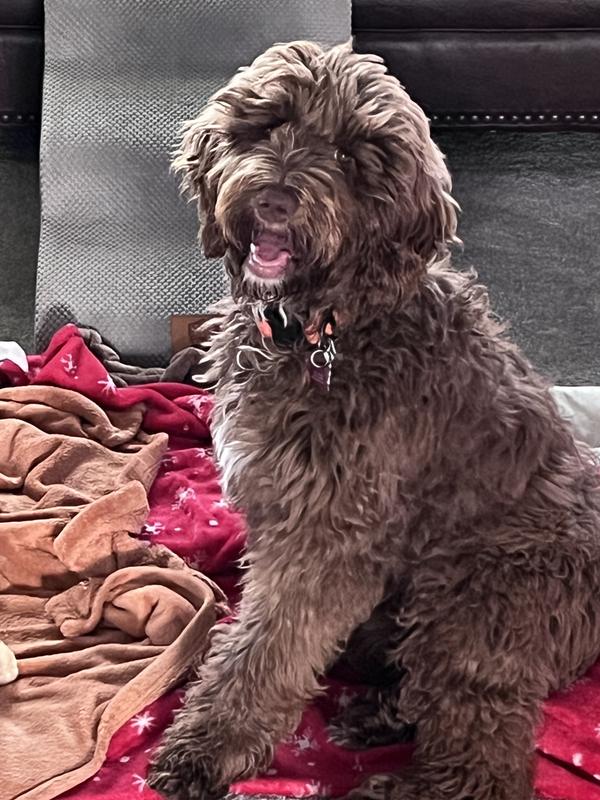 Sandy , my 7 month old Goldendoodle.