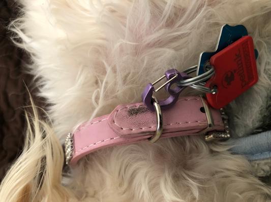 The Dog Geek: Product Review: Rubit Dog Tag Clip