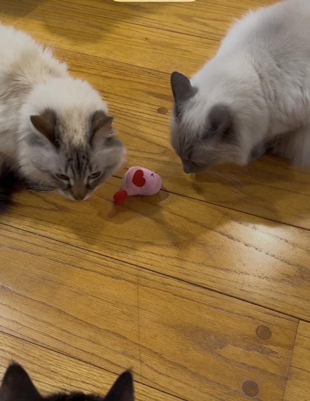 Leon & Logan brother share