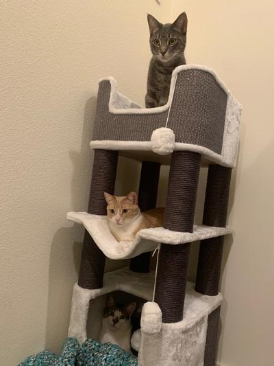 Out of Stock - TRIXIE Lucano 43.5-in Plush Cat Tree, Cream/Gray - Chewy.com