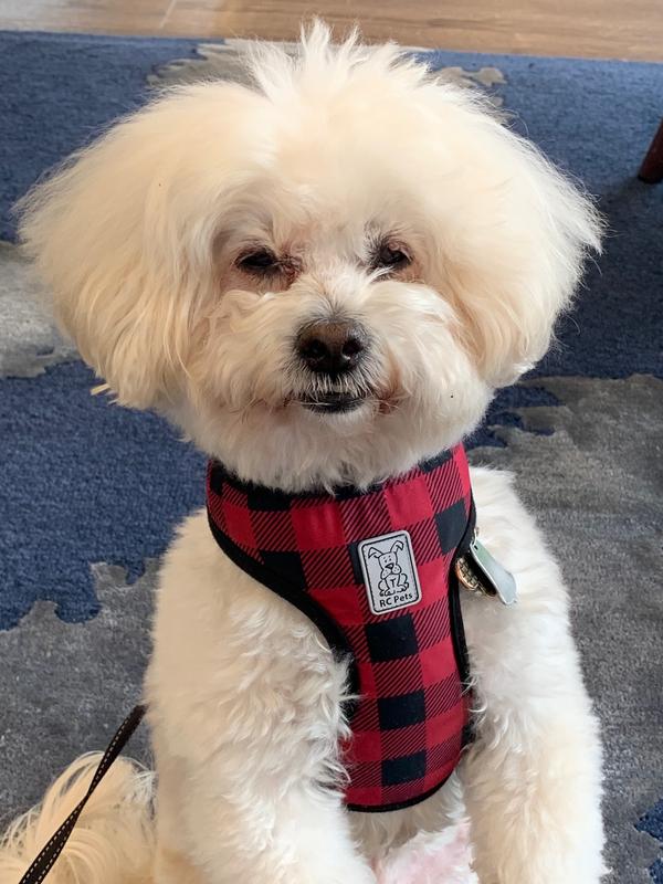 Buttons looks forward to these after his dinner.