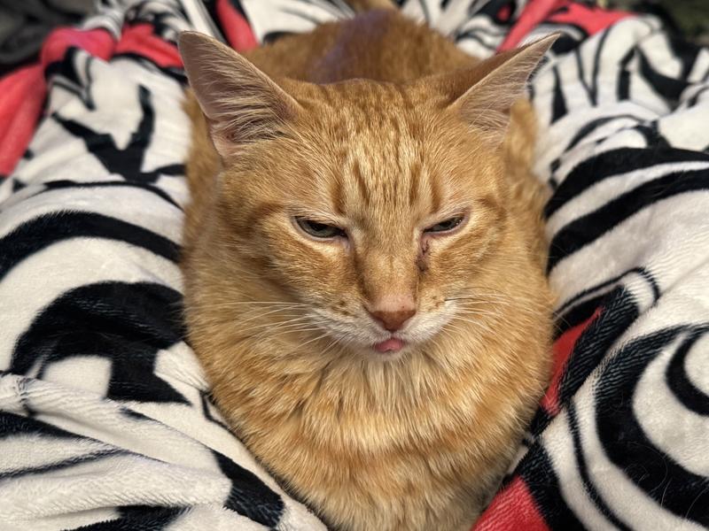 Content Loki after meds and supplements.