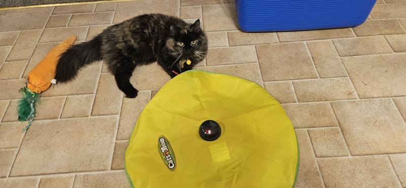 Cat's meow motorized shop chaser cat toy