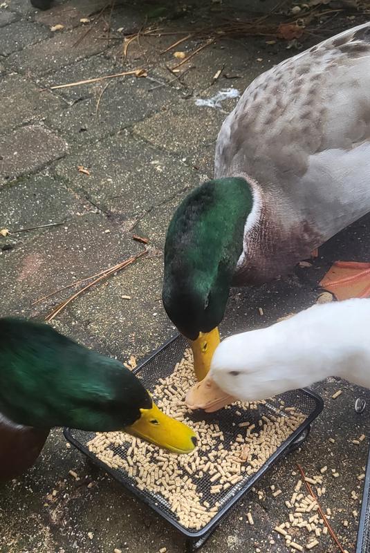 Duck Approved!