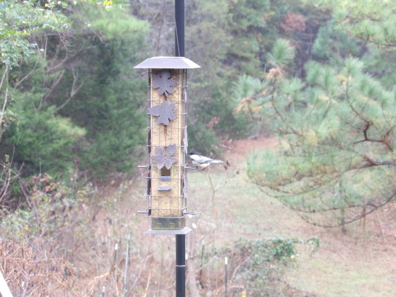 Chickadee at the feeder