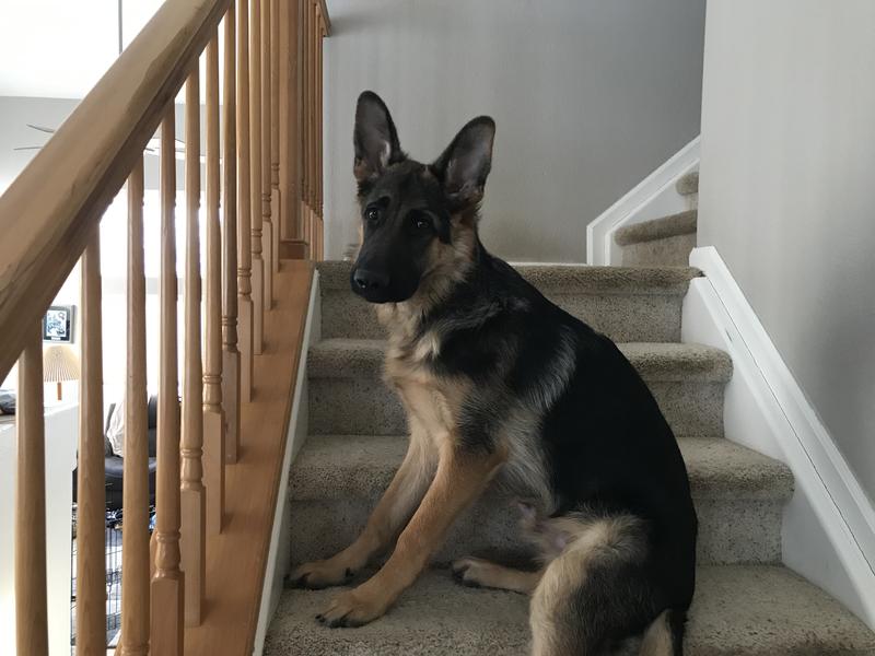 A good hip and joint supplement is essential for the health of German Shepherds. Our Shepherds love this product!