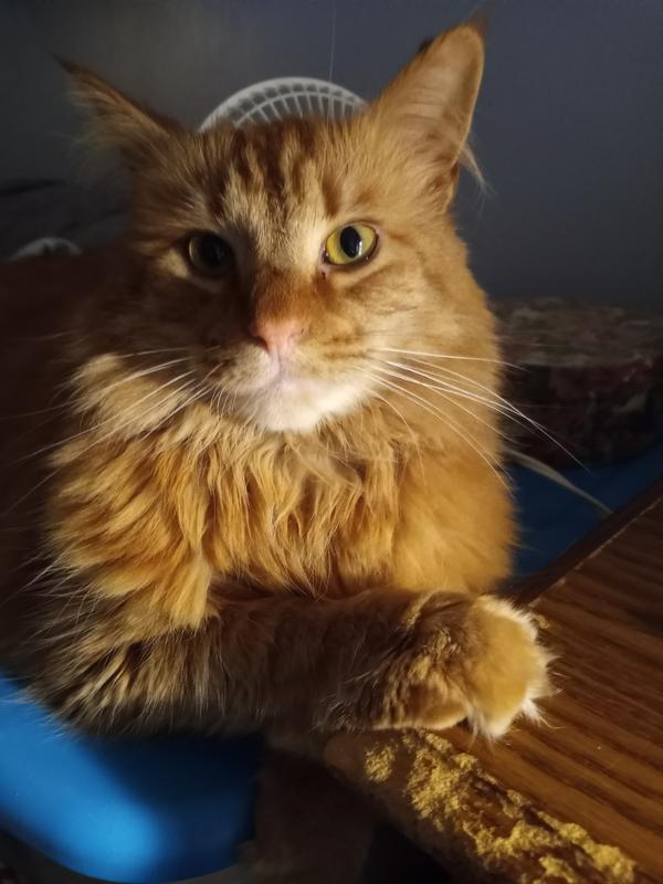 Does anyone want to play chase?