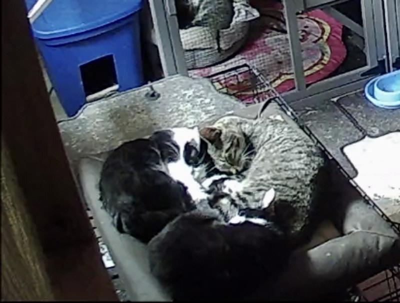 Snuggles