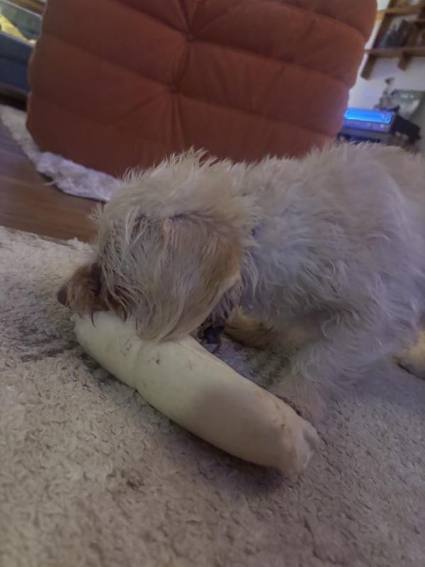 Big and Small Approved Longevity!