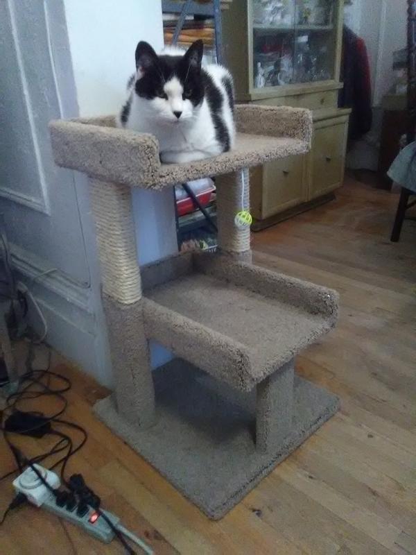 Bari on New Cat Tree - May, 2023
